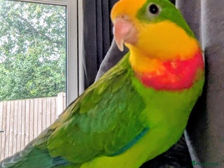 Parakeets birds Male barraband parakeet - Advert 8