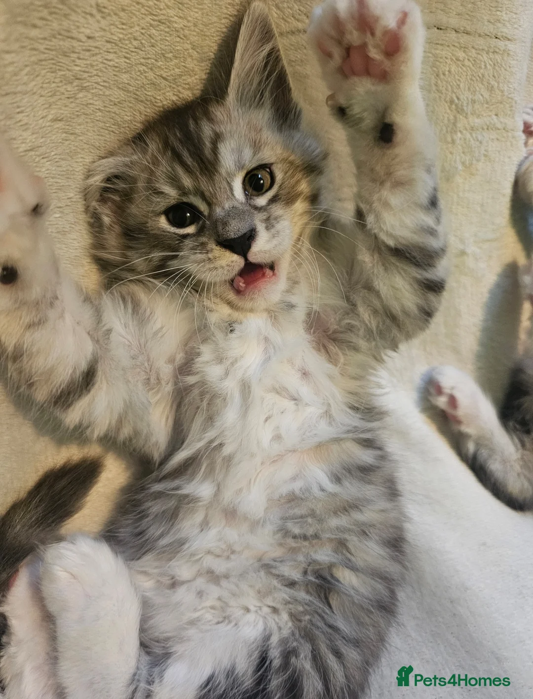 Maine Coon cats for sale: Champion bloodline maine coon kittens TICA - Advert 12