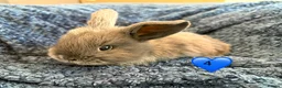 Mini Lop rabbits for sale: Pure bred mini lop bunnies - Advert 8