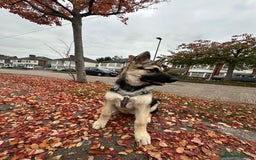 Shepsky dogs for sale: siberian husky x german shepherd - Image 2