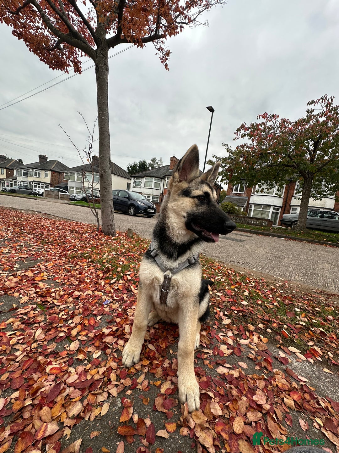 Shepsky dogs for sale: siberian husky x german shepherd - Image 2