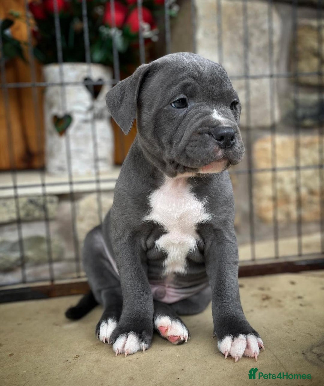 Staffordshire Bull Terrier dogs for sale: Perfect Pure Staffordshire Bull Terrier Puppies - Image 5