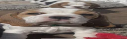 Beagle dogs for sale: STUNNING LITTER OF KC REG CHAMPION LINE BEAGLES  - Advert 21