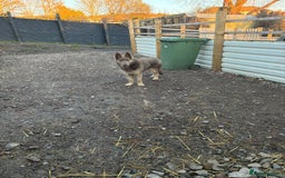 German Shepherd dogs for sale: German shepherd  - Advert 3