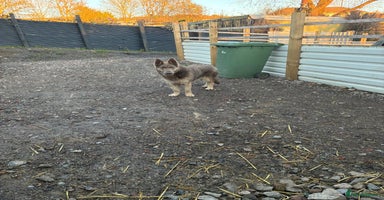 German Shepherd dogs German shepherd  - Advert 8