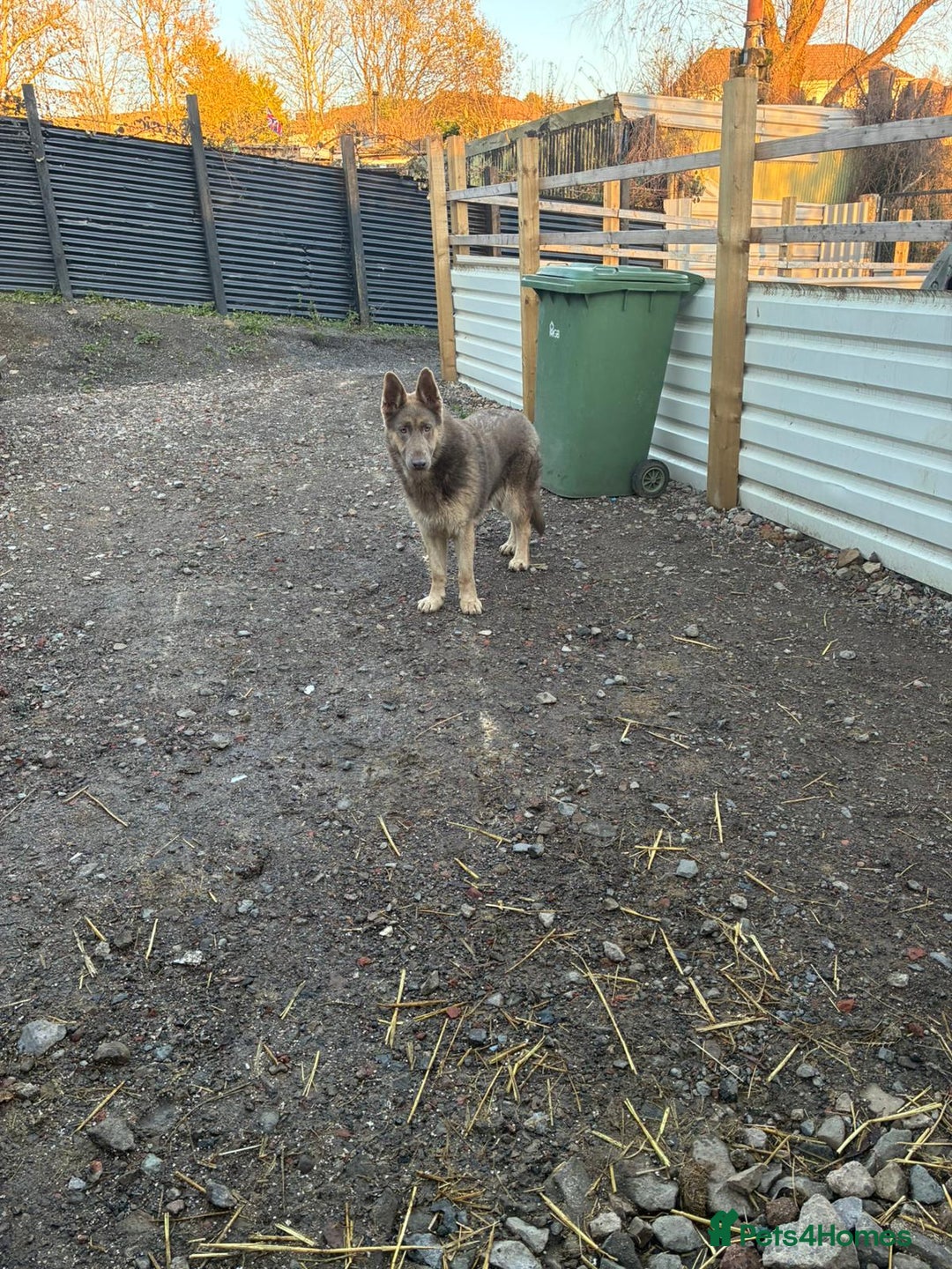 German Shepherd dogs for sale: German shepherd  - Advert 3