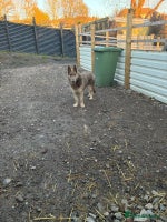 German Shepherd dogs German shepherd - Advert 8