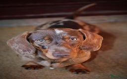 Miniature Dachshund dogs for stud: Carries cream+Blue+**** ultrasound+Ov in Heathfield - Image 5
