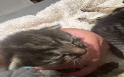 Mixed Breed cats for sale: Beautiful kittens for sale  - Image 10