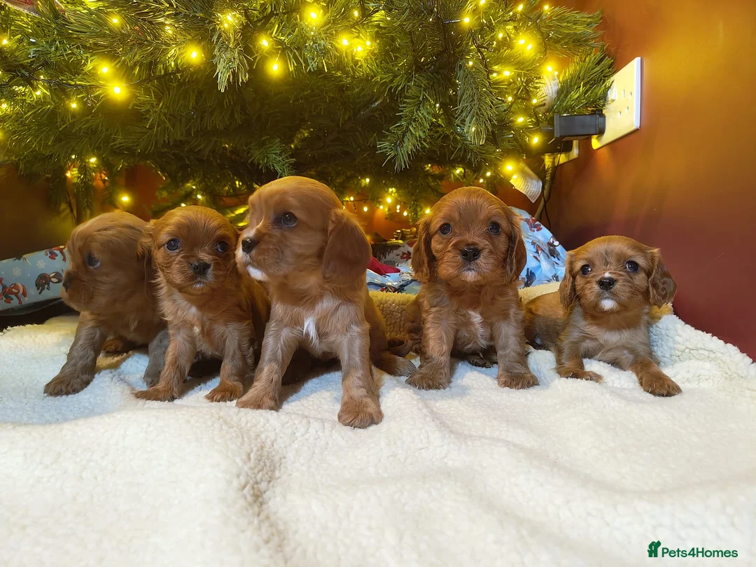 Cavalier King Charles Spaniel dogs for sale: Ready to Leave DNA Clear Cavaliers - Advert 3