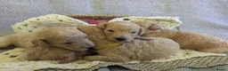 Poochon dogs for sale: F1 Poochon Puppies - Advert 10