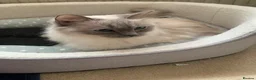Ragdoll cats for sale: 2 Female ragdoll cats and 3 kittens-relisted - Advert 22