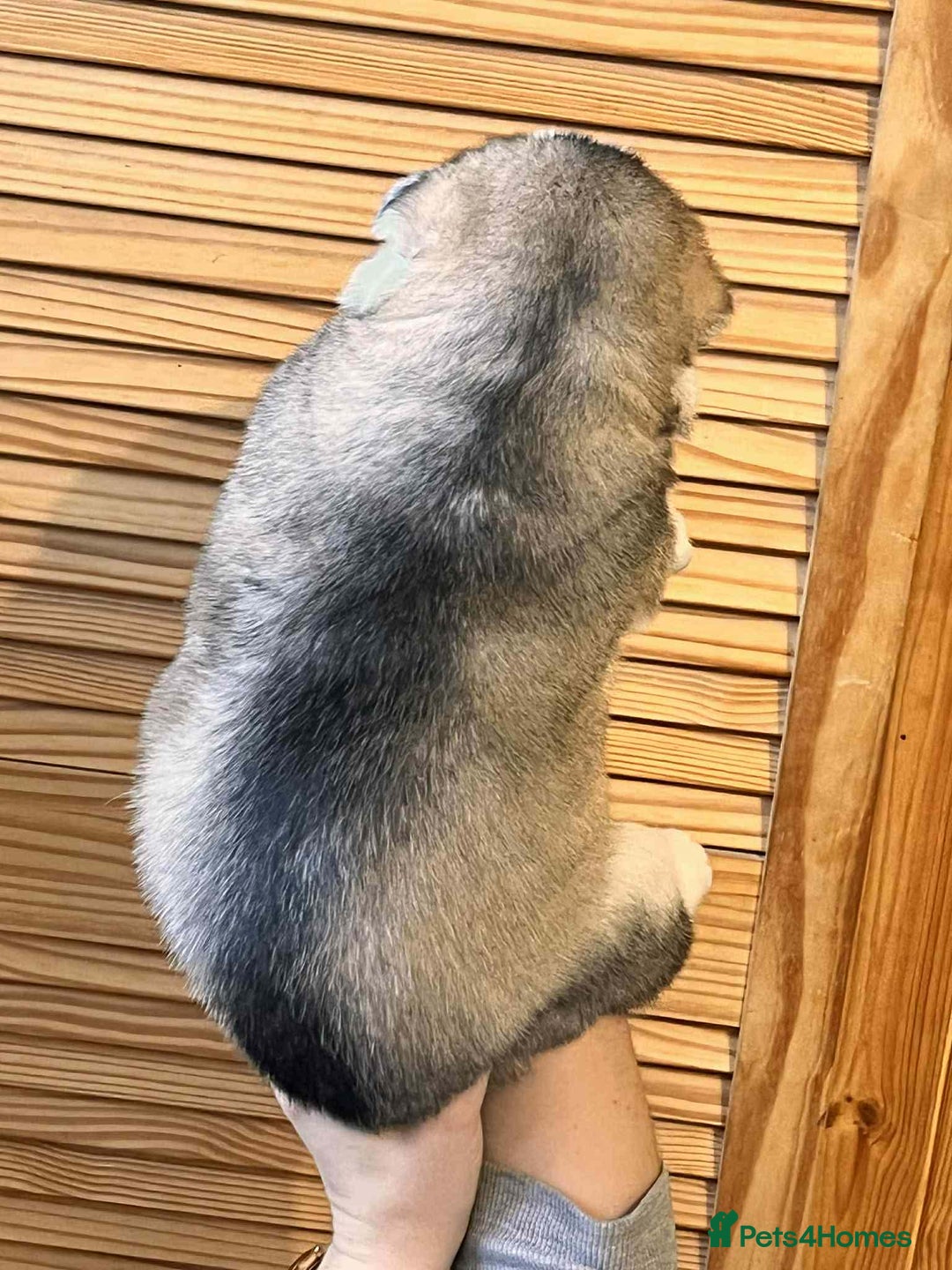 Siberian Husky dogs for sale: Siberian Husky Puppies REDUCED!! - Advert 20