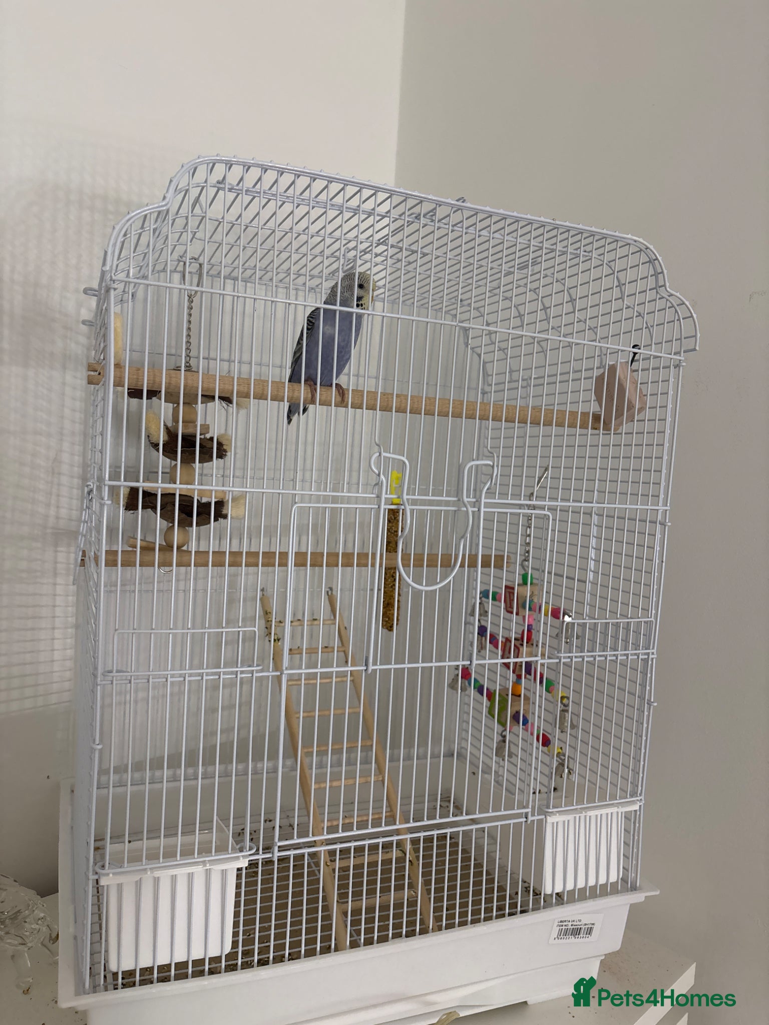 Budgerigars birds Violet, Female, 10-12 weeks budgie  - Advert 2