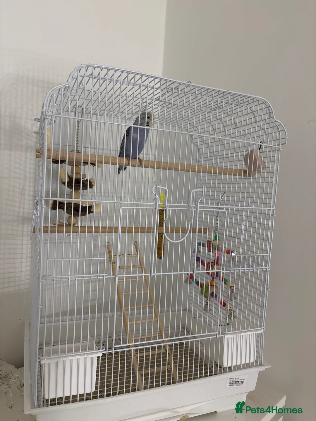 Budgerigars birds for sale: Violet, Female, 10-12 weeks budgie  - Advert 1