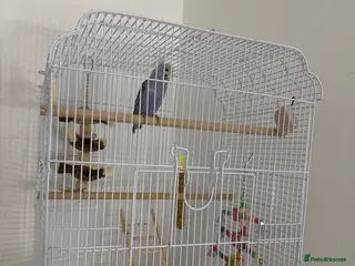 Budgerigars birds Violet, Female, 10-12 weeks budgie - Advert 1