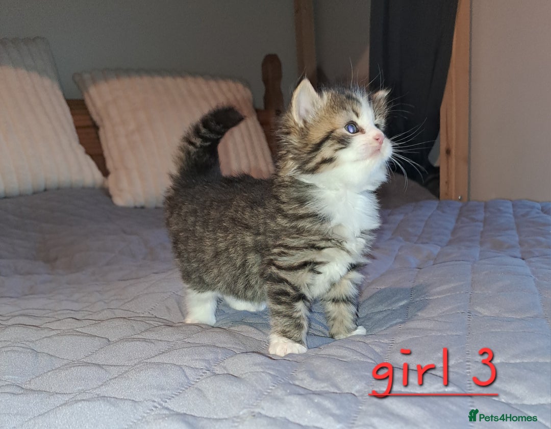 Domestic Shorthair cats for sale: 5 gorgeous kittens for sale  - Advert 18