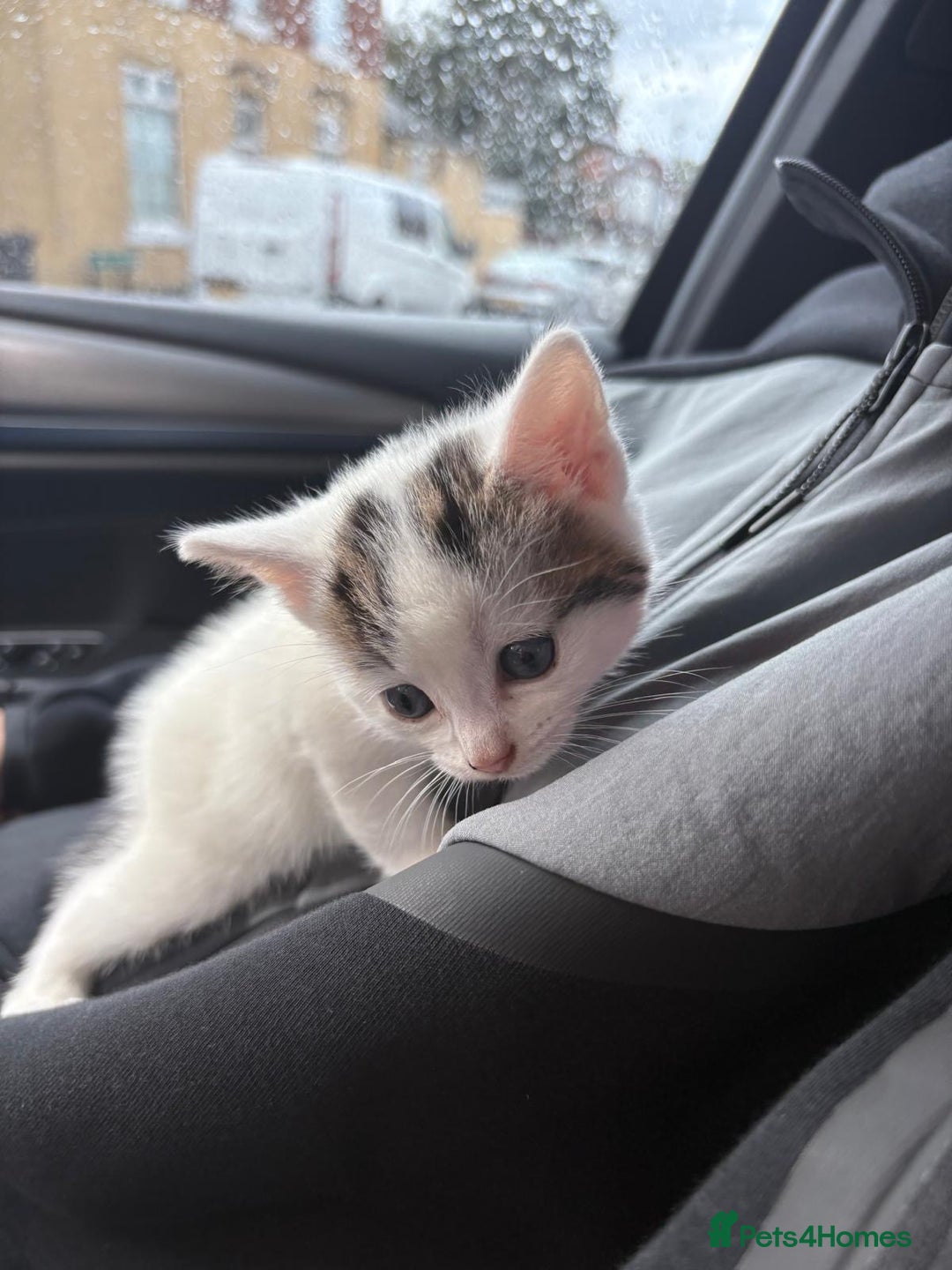 Domestic Shorthair cats for sale: Adorable Kittens for sale for good homes  - Image 3