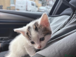 Domestic Shorthair cats - Advert 29