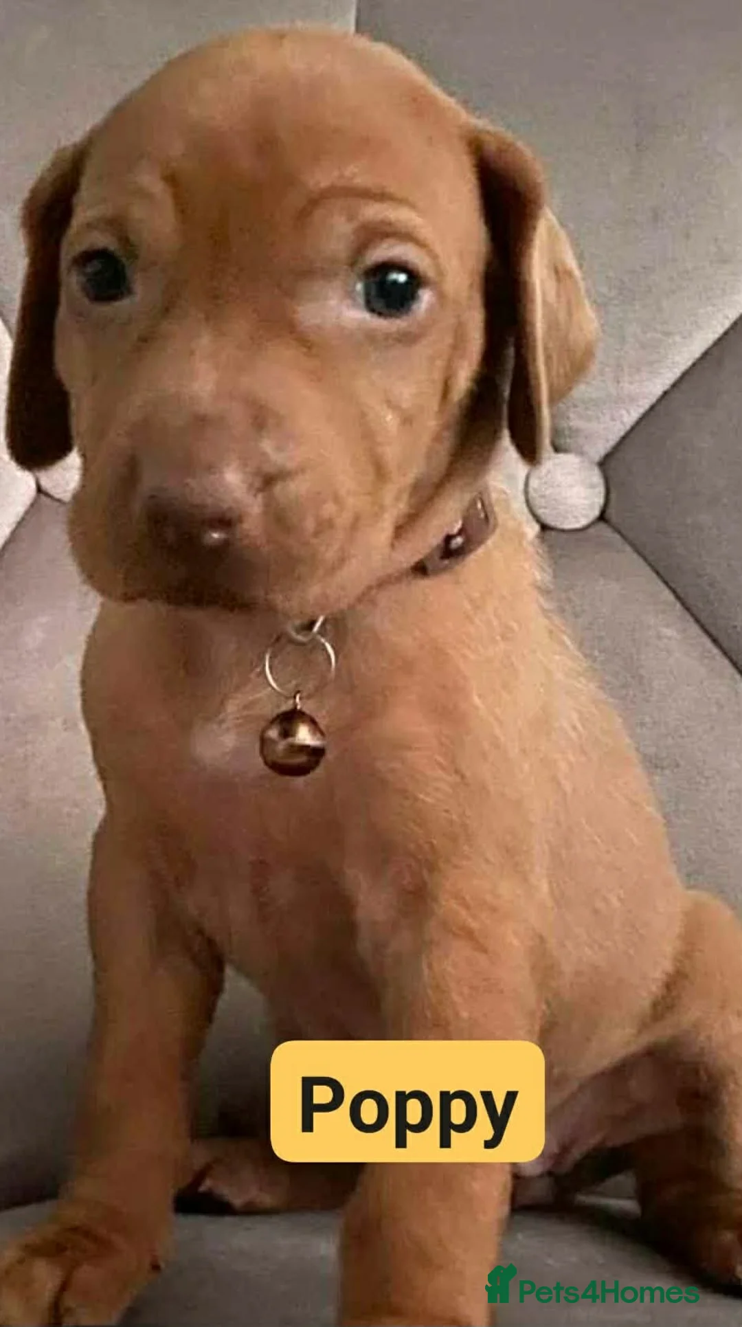 Hungarian Vizsla dogs for sale: Extra Ordinary Beautiful Hungarian Vizsla - Advert 14