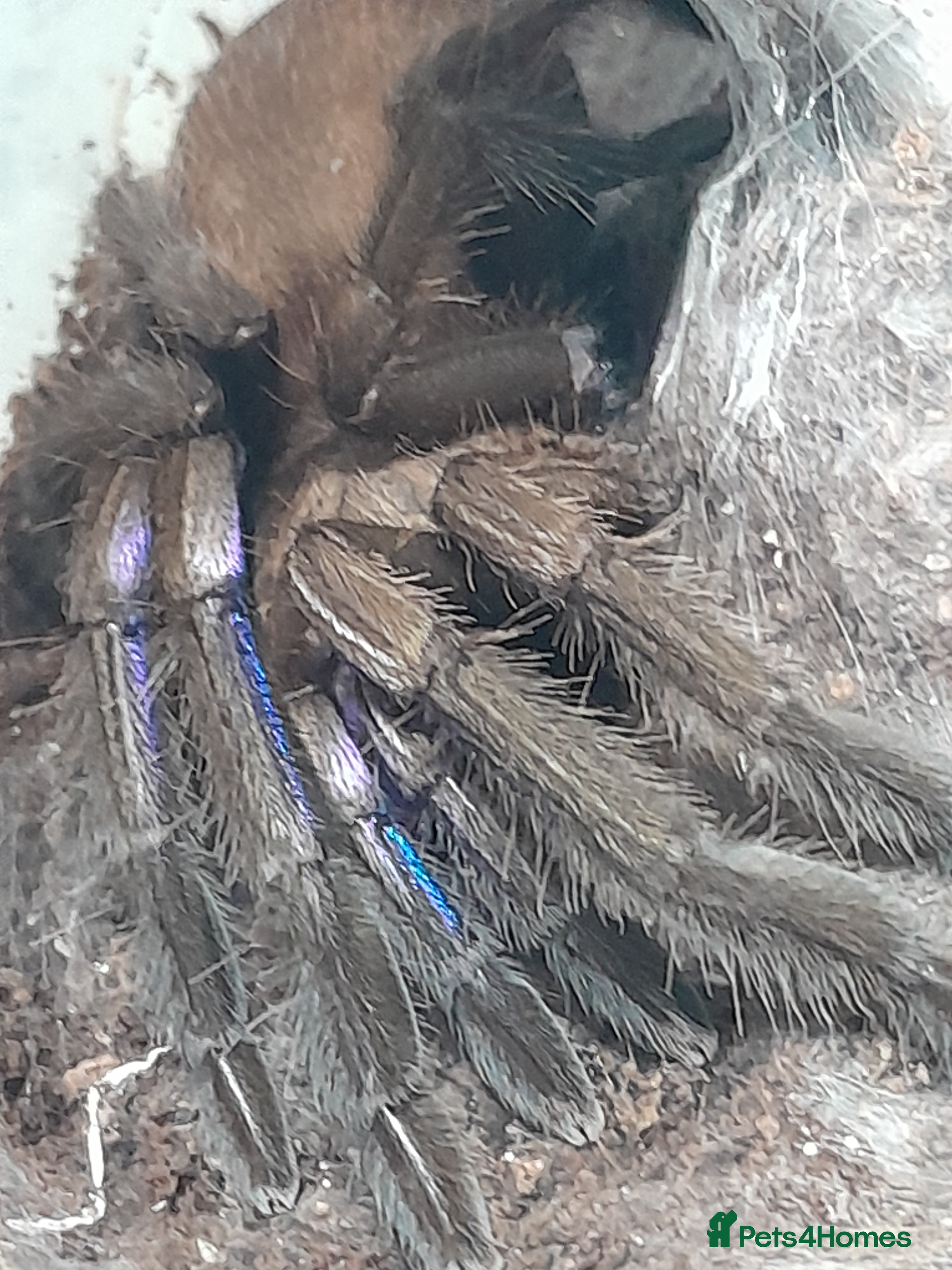 Spiders invertebrates Tarantulas and insects for sale  - Advert 1