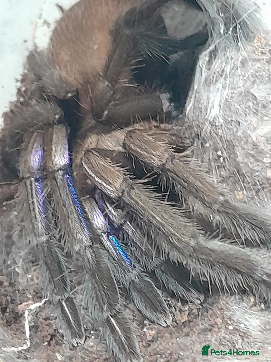 Spiders invertebrates for sale: Tarantulas and insects for sale  - Advert 1