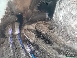 Spiders invertebrates Tarantulas and insects for sale - Advert 1