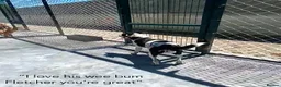 Mixed Breed dogs for adoption: Fletcher, 4 yrs approx. Available for adoption. in Brixham - Advert 11
