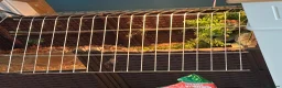 Tortoise reptiles for sale: Red footed tortoise  - Advert 6