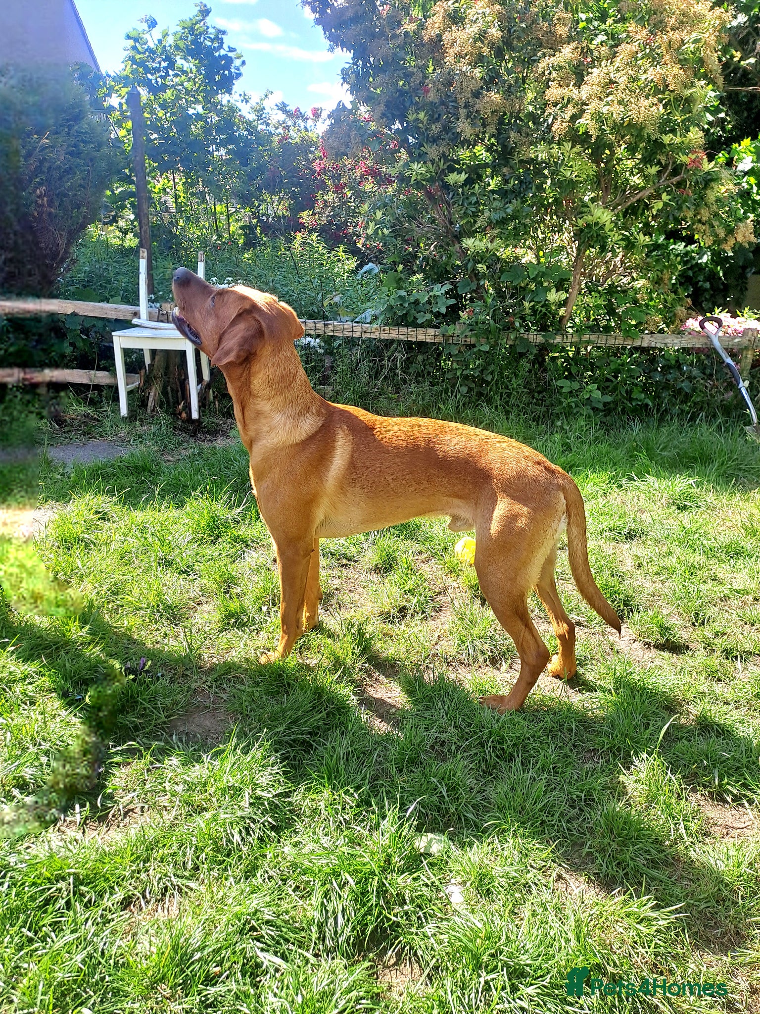 Labrador Retriever dogs for stud: STUD ONLY - Male fox red labrador retriever  - Advert 3