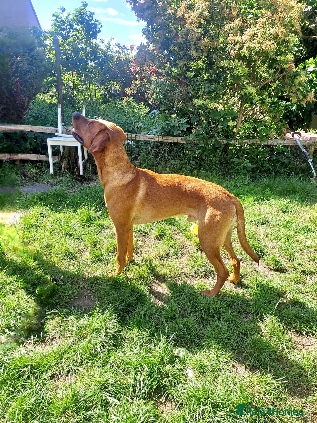 Labrador Retriever dogs for stud: STUD ONLY - fox red labrador retriever  - Advert 1