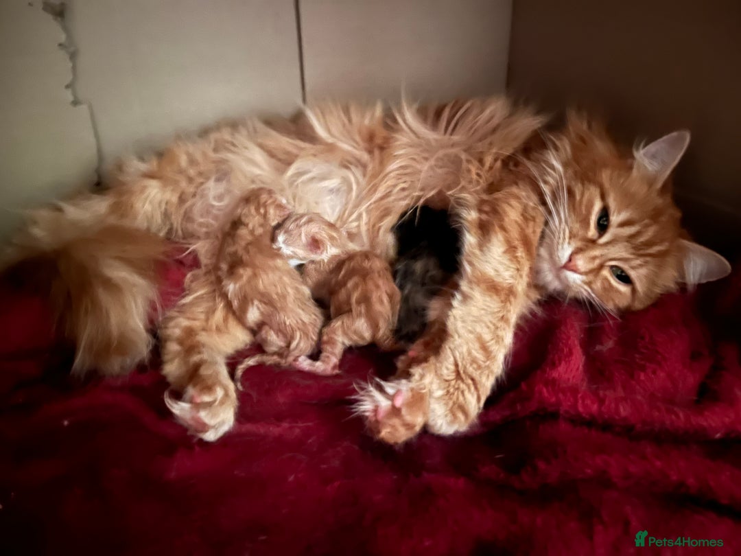 Mixed Breed cats for sale: Pair of Gorgeous ginger kittens 🐅🐅 - Image 13