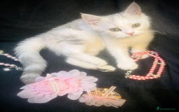 Persian cats for sale:  Persian cross now reserved.  - Image 8