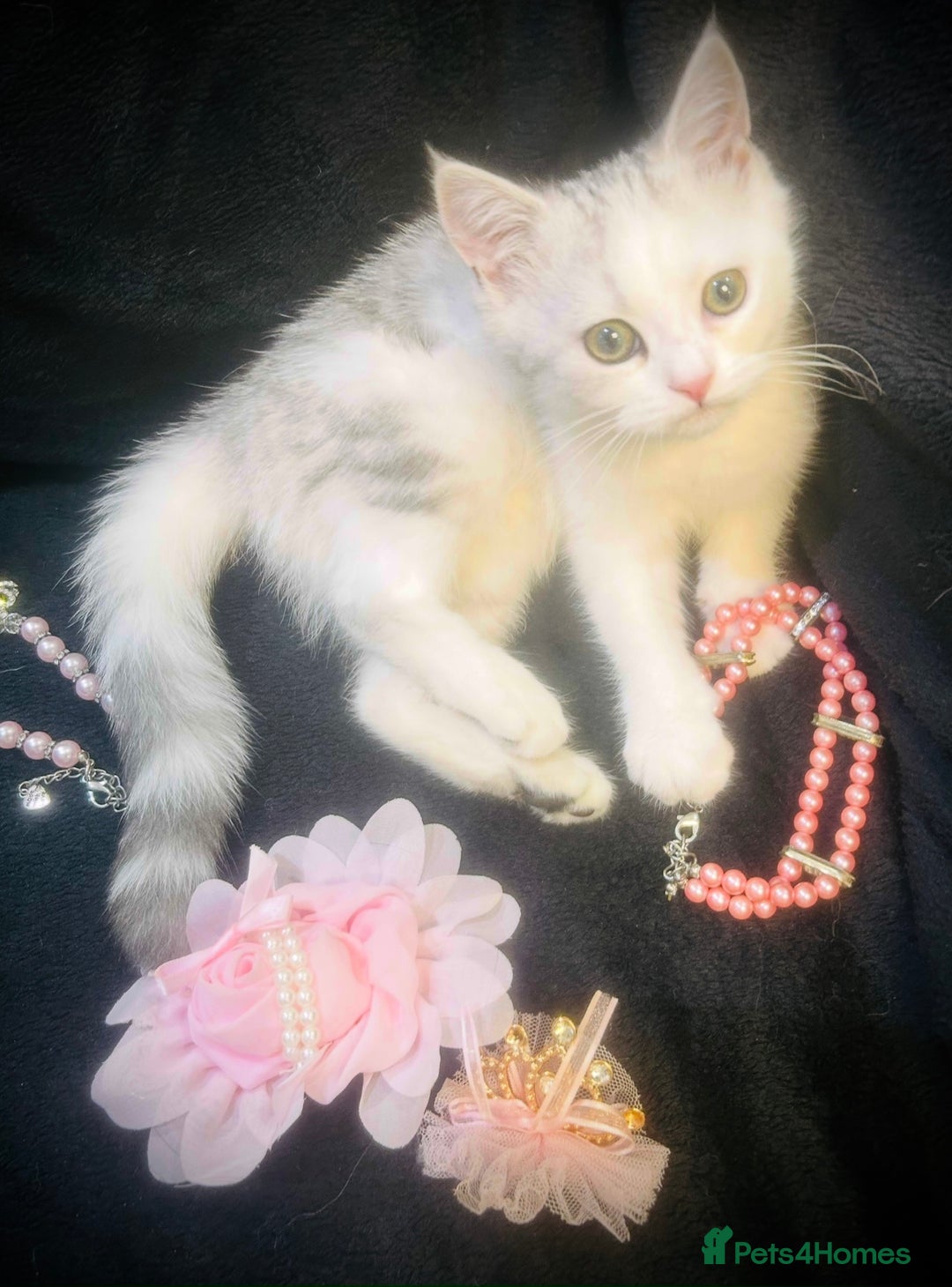 Persian cats for sale:  Persian cross now reserved.  - Image 8