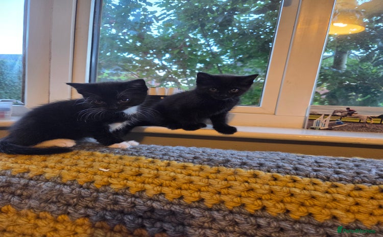 Mixed Breed cats for sale - Advert 1