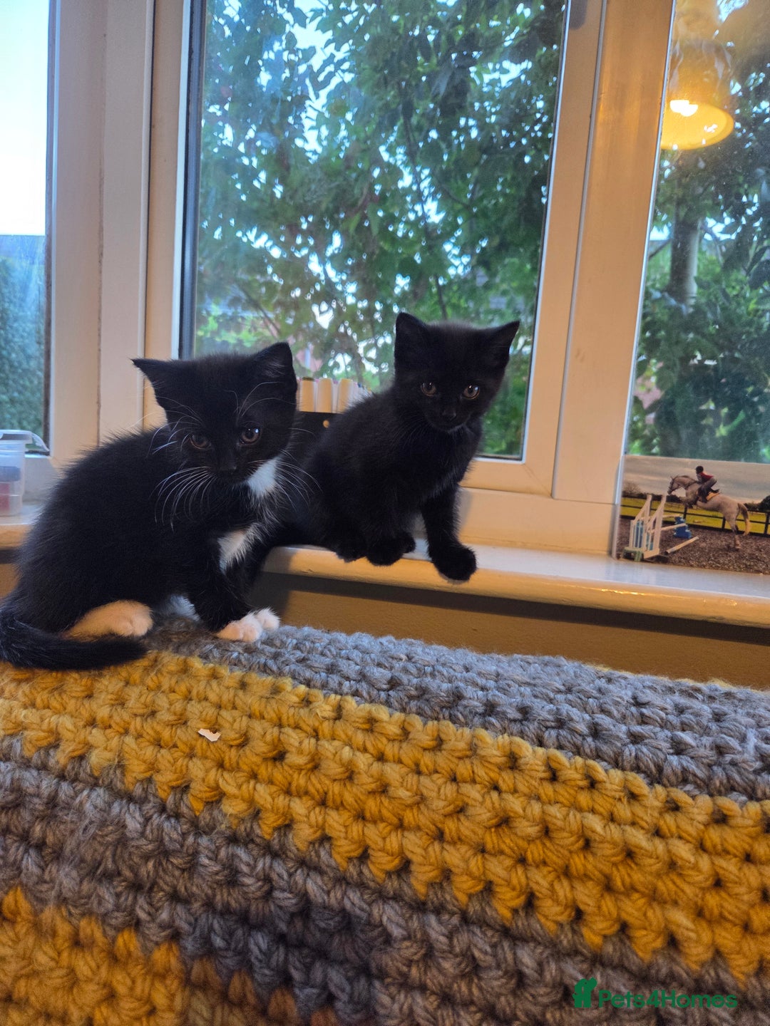 Mixed Breed cats for sale: Mixed breed kittens - Image 1