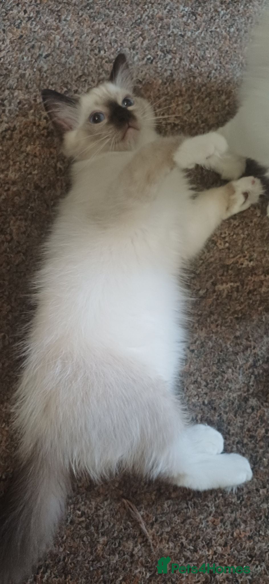 Ragdoll cats Beautiful Ragdoll kittens Ready for new homes. - Advert 1