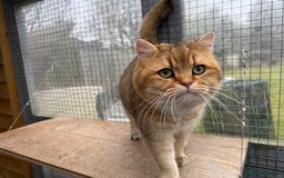 British Shorthair cats for sale: Golden Tipped BSH - last MalaMor Kittens  - Image 15