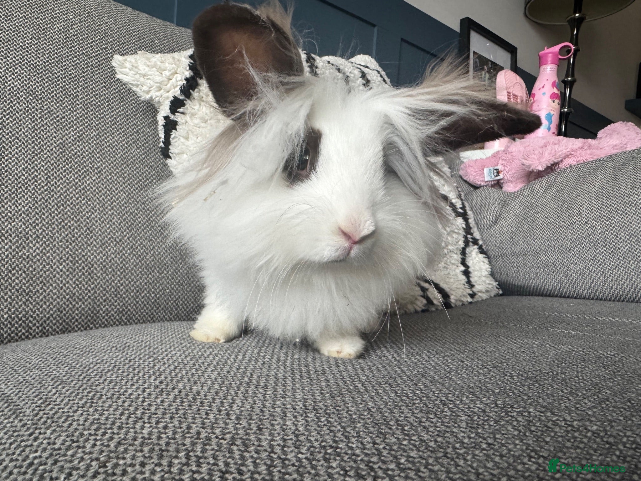 Lionhead rabbits Gorgeous female lion head rabbit  - Advert 9