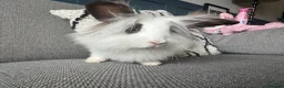 Lionhead rabbits for sale: Gorgeous female lion head rabbit  - Advert 8