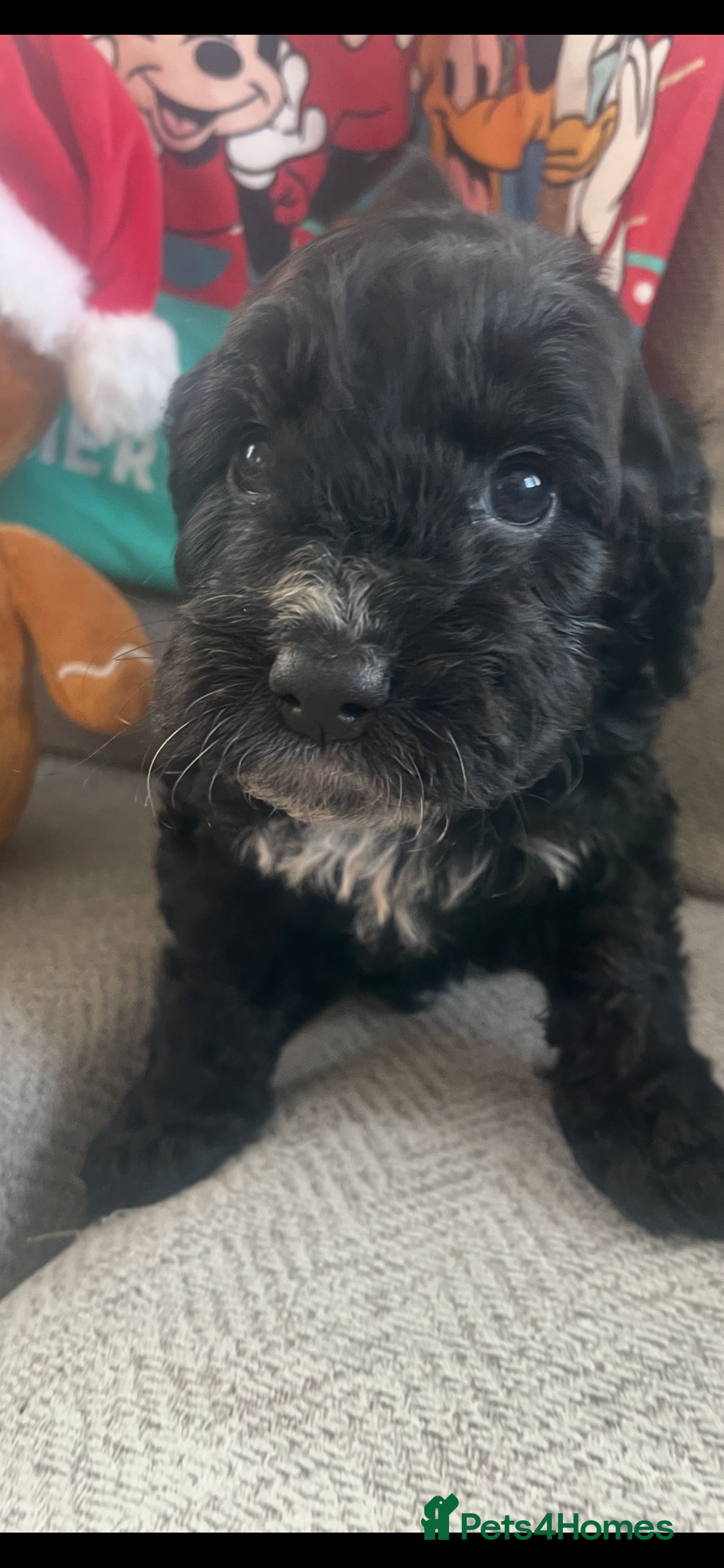 Cockapoo dogs for sale: 7 puppies for sale  - Advert 6