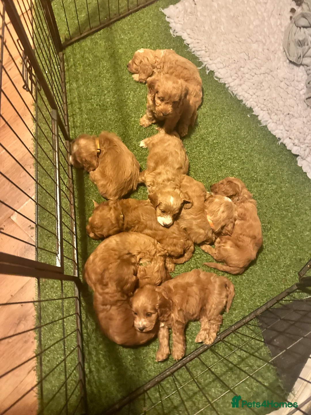 Toy Poodle dogs for stud: Gorgeous Red Toy Poodle KG REG & Health tested  - Advert 4