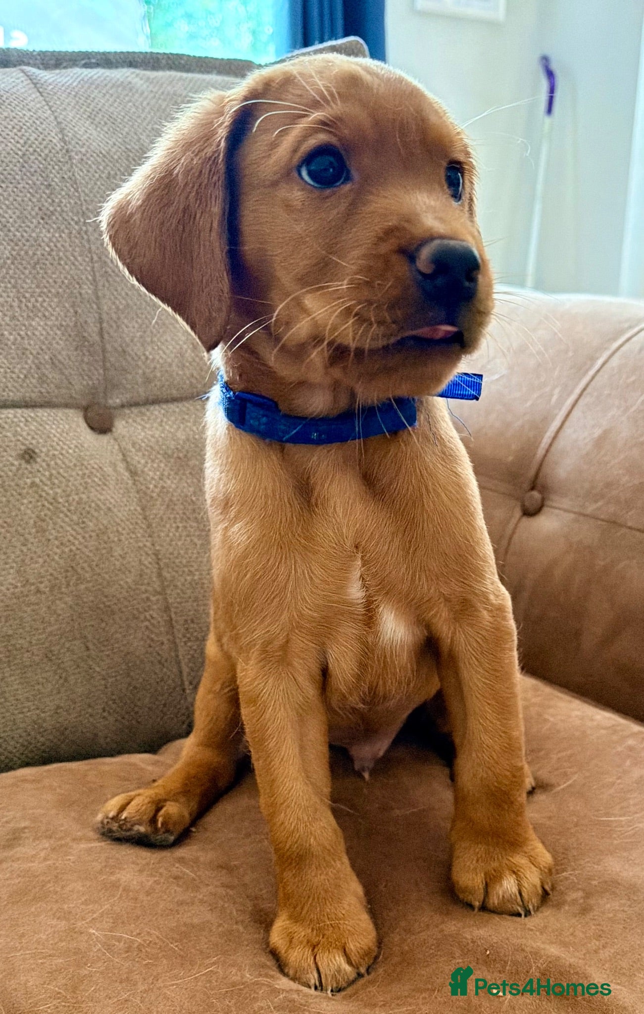 Labrador Retriever dogs Available 26th KC fox red Labrador puppies - Advert 1