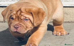 Dogue De Bordeaux dogs for sale: 🐾 Dogue de Bordeaux – Chunky True type- Ready 🐾 - Image 9