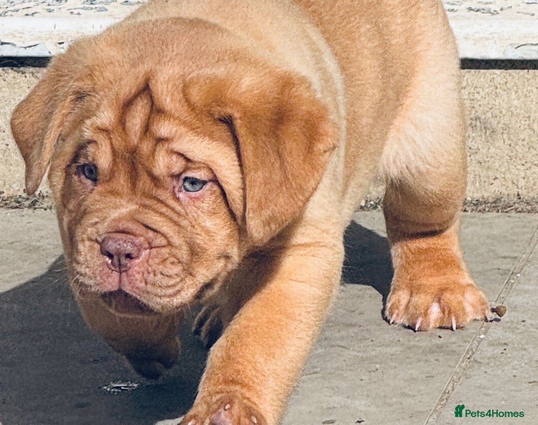 Dogue De Bordeaux dogs for sale: 🐾 Dogue de Bordeaux – Chunky True type- Ready 🐾 - Image 9