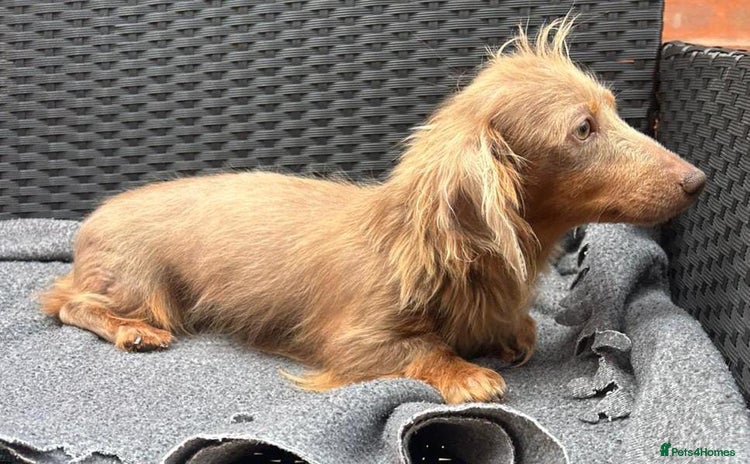 Miniature Dachshund dogs - Advert 2
