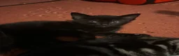 Mixed Breed cats for sale: 2 beautiful black kittens! - Advert 8