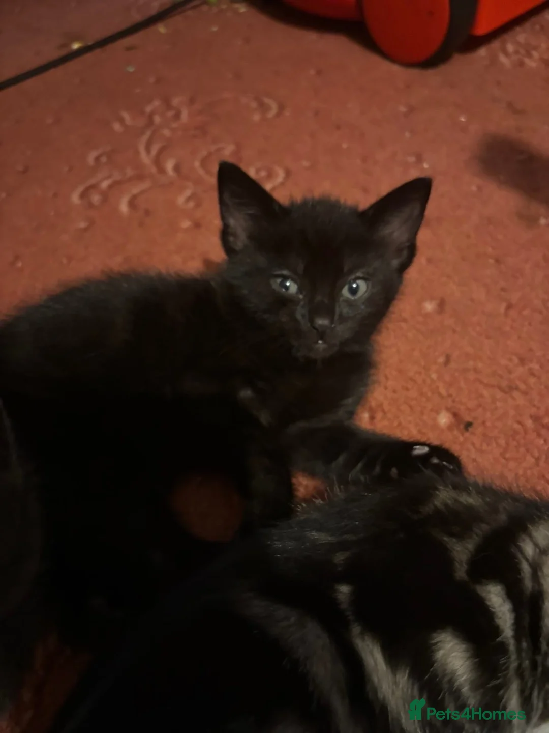 Mixed Breed cats for sale: 2 beautiful black kittens! - Advert 8