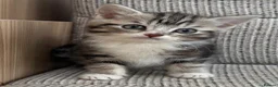 British Shorthair cats for sale: British Shorthair kittens. - Advert 8