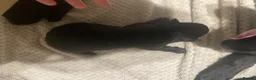 German Shepherd dogs for sale: German shepherd puppies  - Advert 4